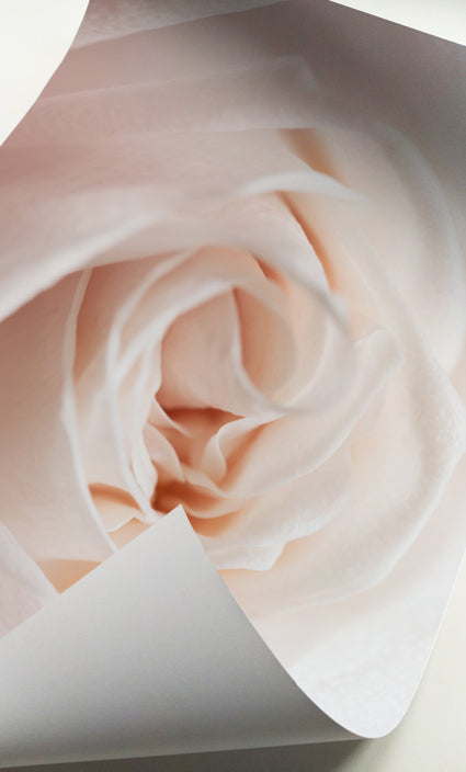 Modern rose wall art set designed in warm blush, cream, and ivory tones